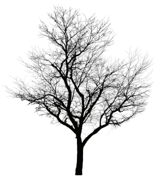 A silhouette of a leafless tree with a thick trunk and numerous barren branches extending in various directions against a stark white background. The intricate network of branches gives a complex and detailed appearance.