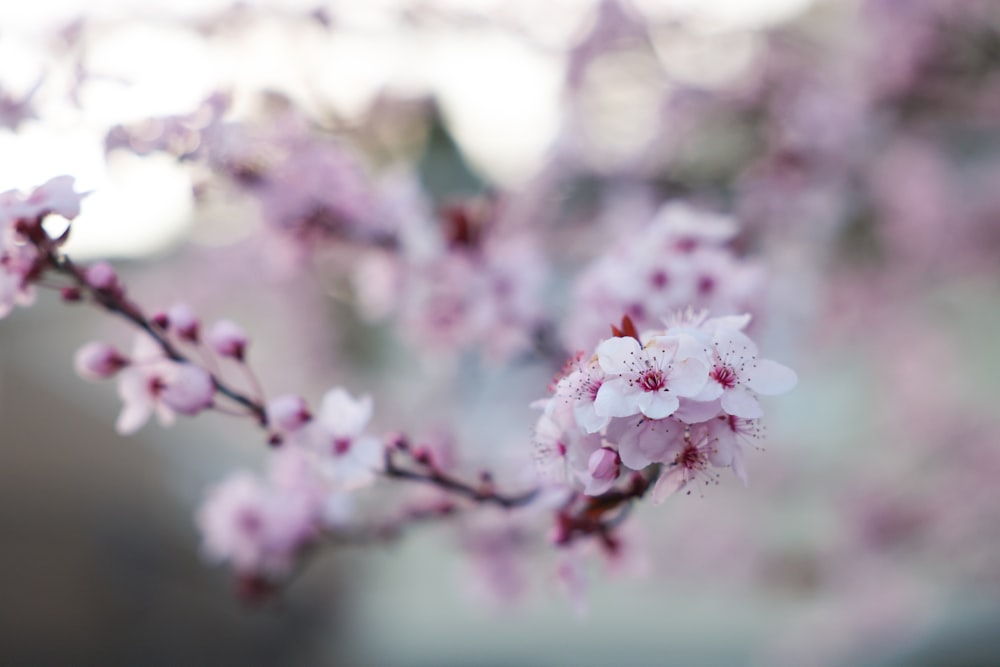 a close up of a flower on a tree branch