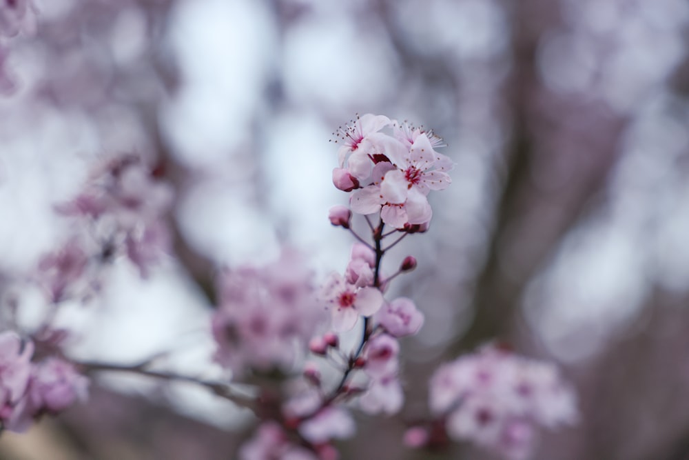 a close up of a pink flower on a tree