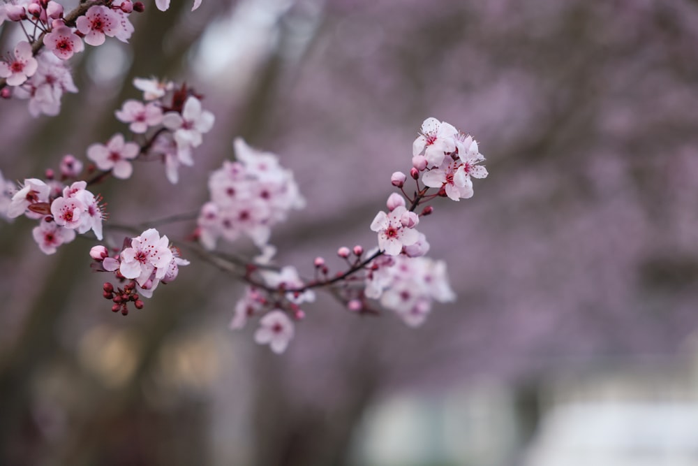 a close up of a tree with pink flowers