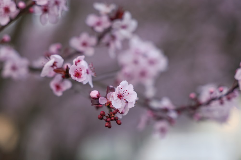 a close up of a branch with pink flowers