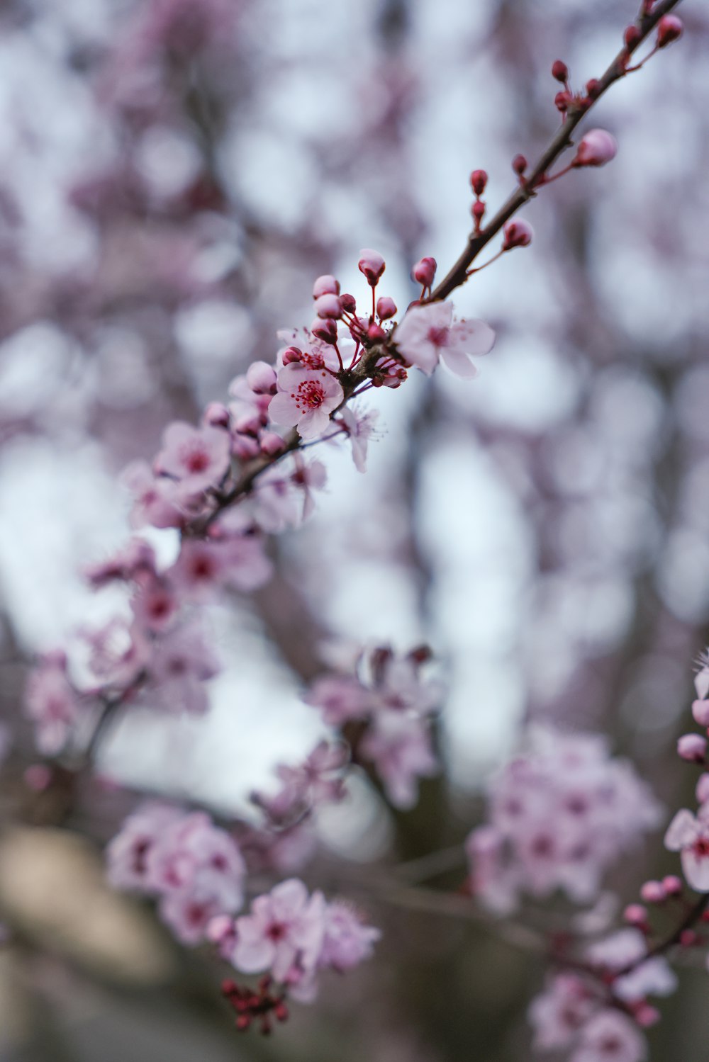 a close up of a tree with pink flowers