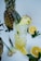 A tall glass filled with a yellow beverage garnished with pineapple slices and a small decorative pineapple. Surrounded by whole pineapples, lemon slices, and green leaves, creating a tropical and refreshing atmosphere.