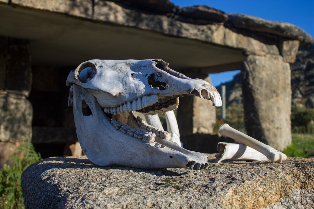Un cráneo de animal falso sentado en la cima de una roca