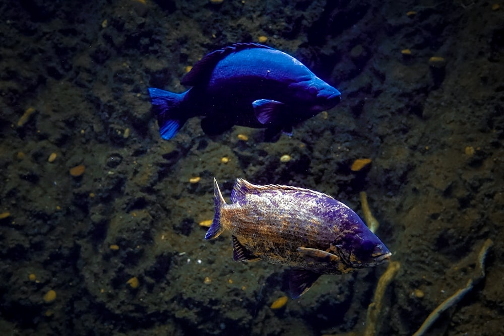 a couple of fish swimming next to each other