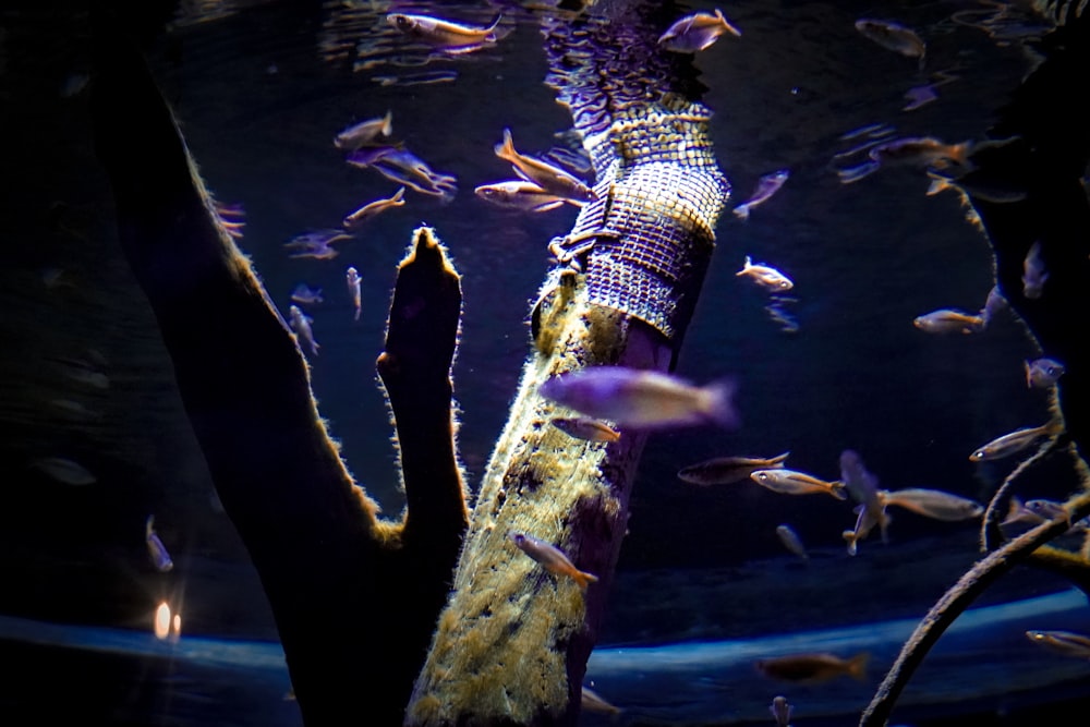 a large group of fish swimming around a tree