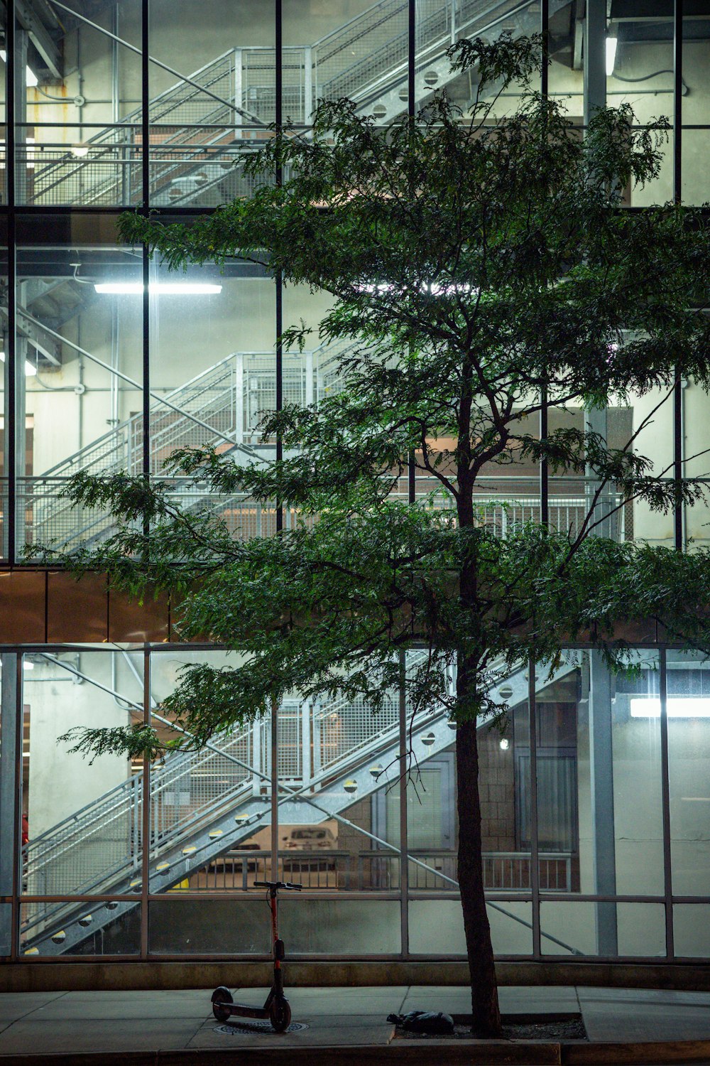 a tree in front of a glass building