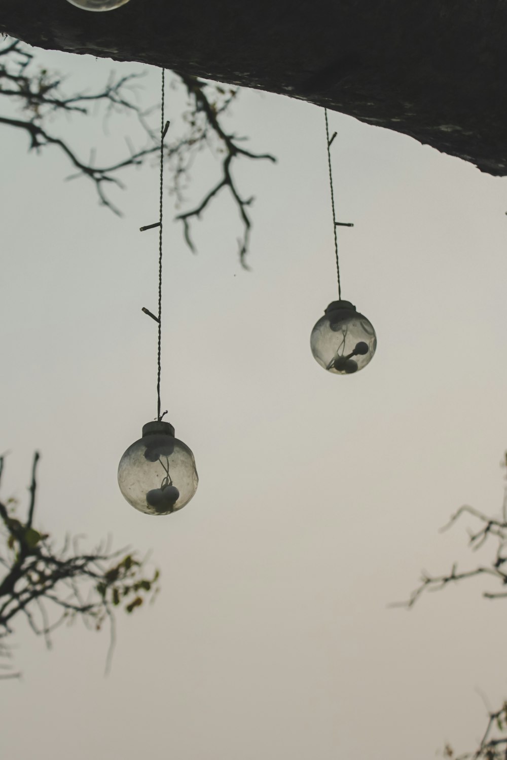 three glass balls hanging from a tree branch