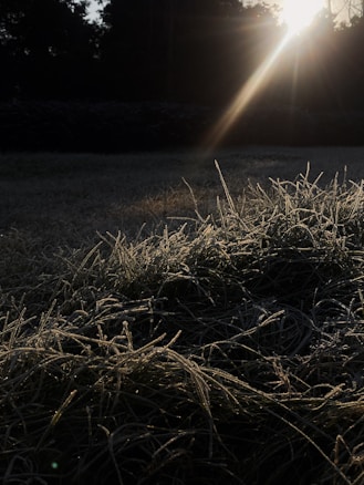 Sunlight streams through morning mist, casting a soft glow on dew-covered grass. The scene combines rich textures and contrasting shadows, highlighting the natural beauty of the early morning.