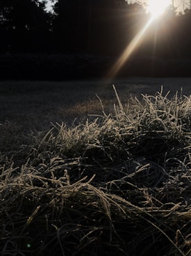 Sunlight streams through morning mist, casting a soft glow on dew-covered grass. The scene combines rich textures and contrasting shadows, highlighting the natural beauty of the early morning.