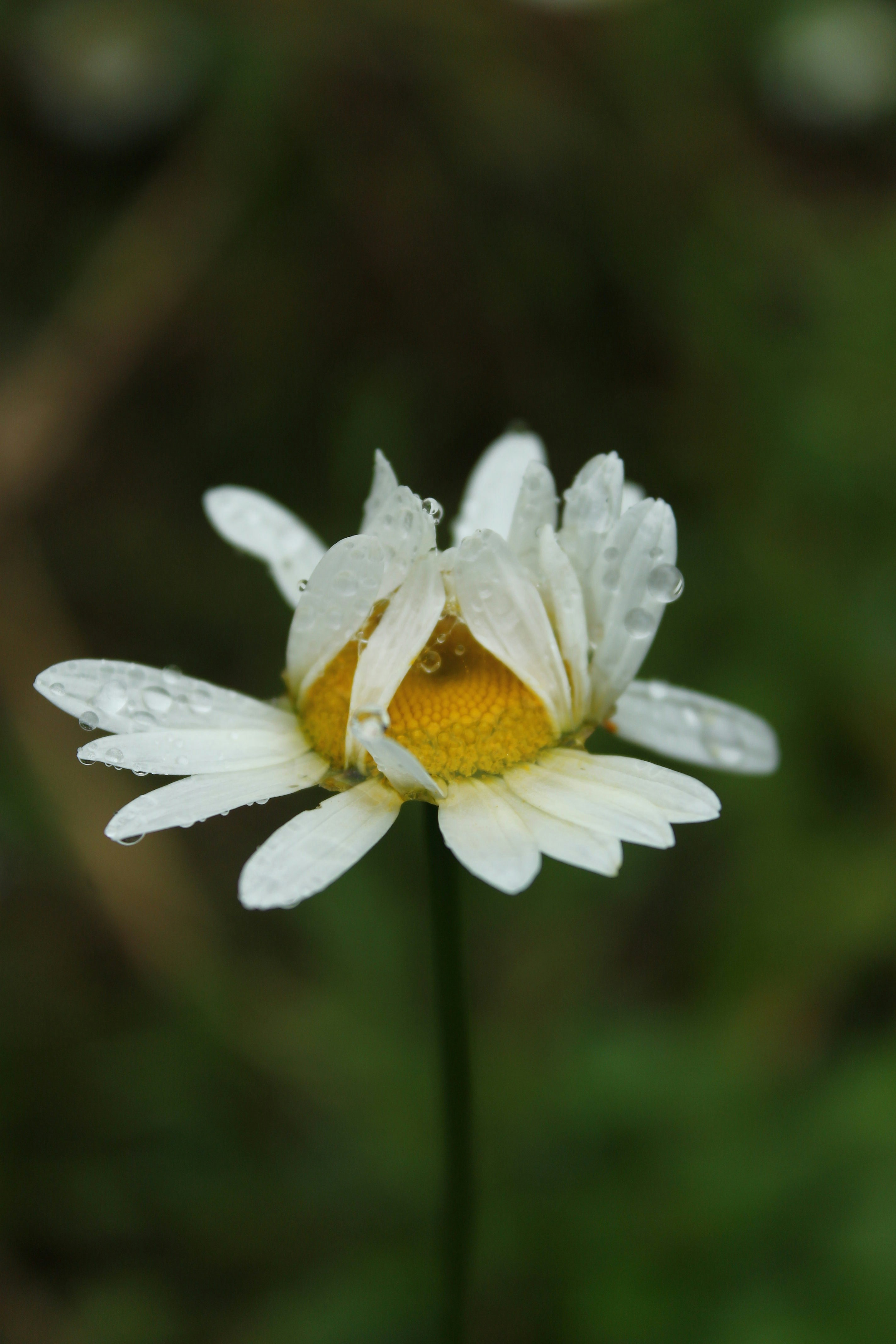 a close up of a flower with water droplets on it