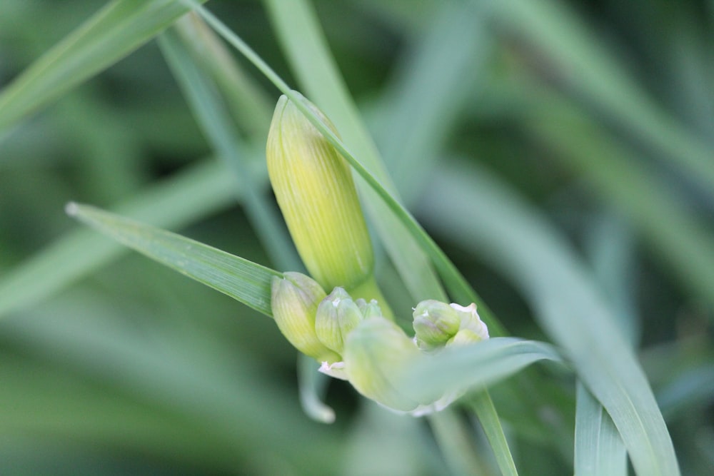 a close up of a flower on a plant