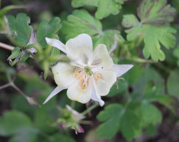 a white flower with green leaves in the background