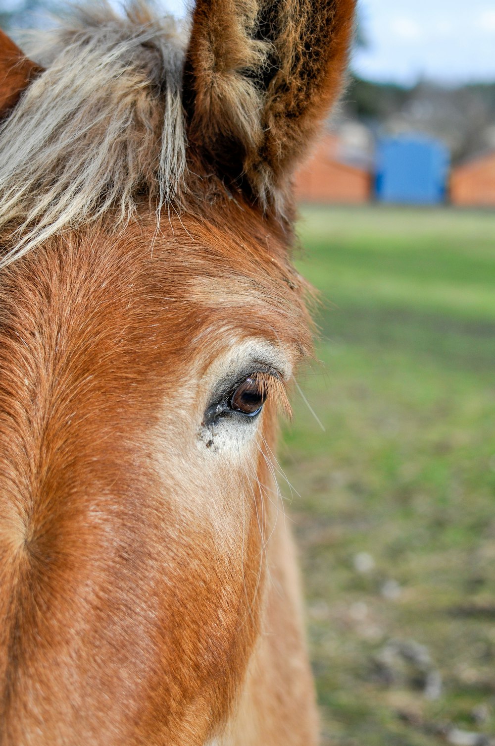 a close up of a horse's face in a field