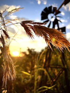 a close up of a plant with a windmill in the background