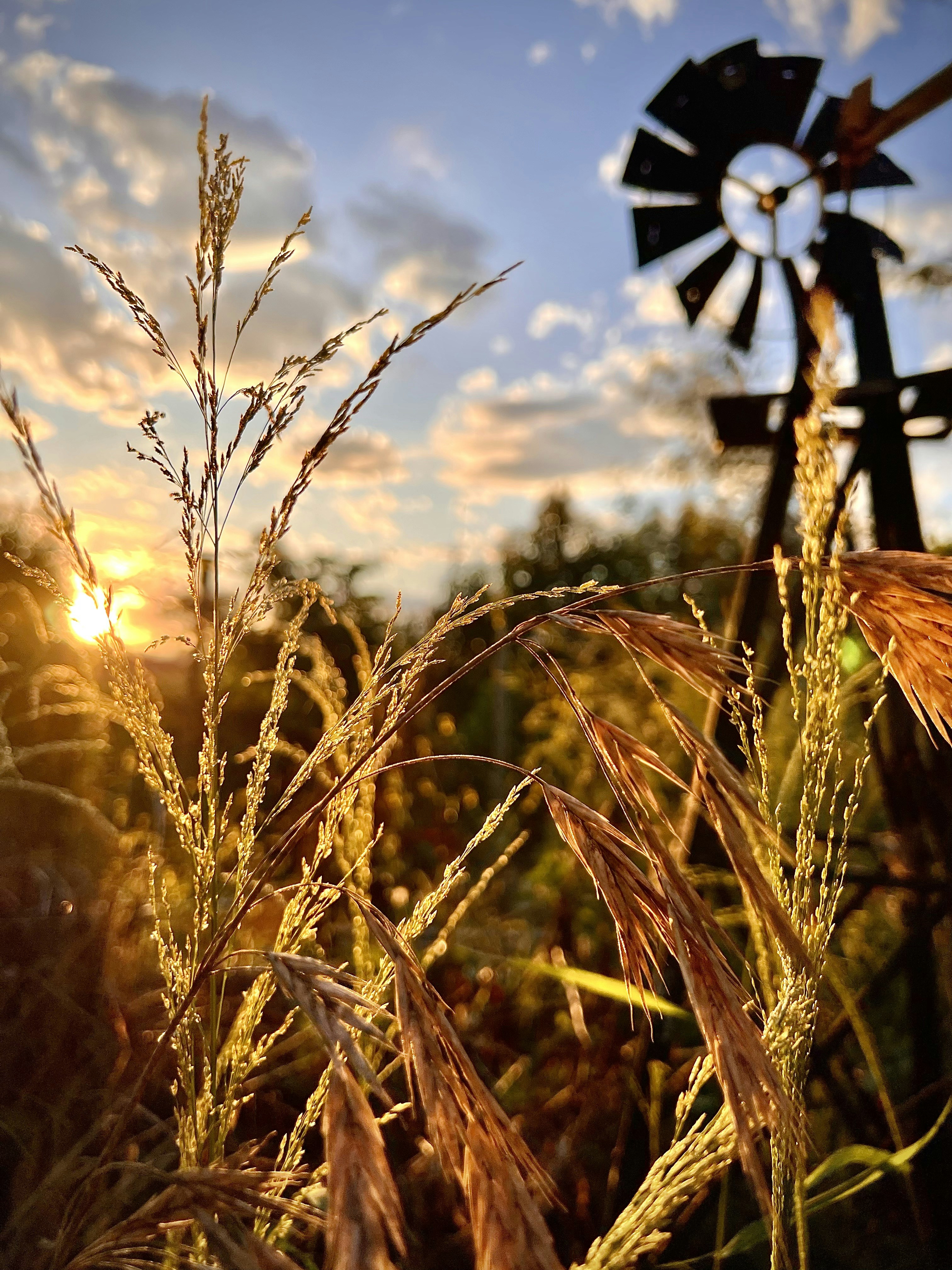 A windmill in a field with a sunset in the background photo – Free Food ...