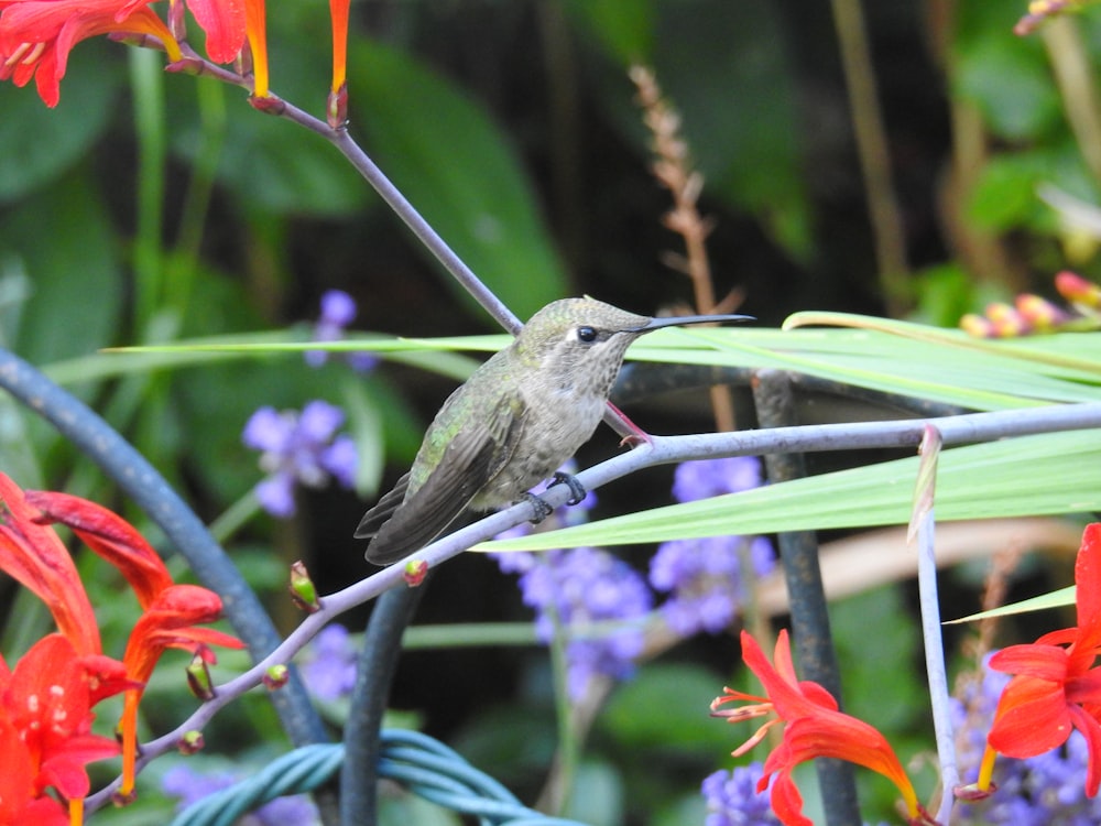 un piccolo uccello seduto su un ramo circondato da fiori