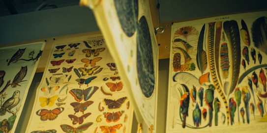 A collection of vintage scientific illustration posters featuring detailed depictions of various butterflies, birds, and feathers mounted on a wall. The images include vibrant colors and intricate patterns showcasing natural history art.