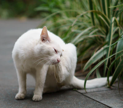 a white cat sitting on the ground next to a plant