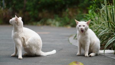 Small dog wrapped in a towel after grooming