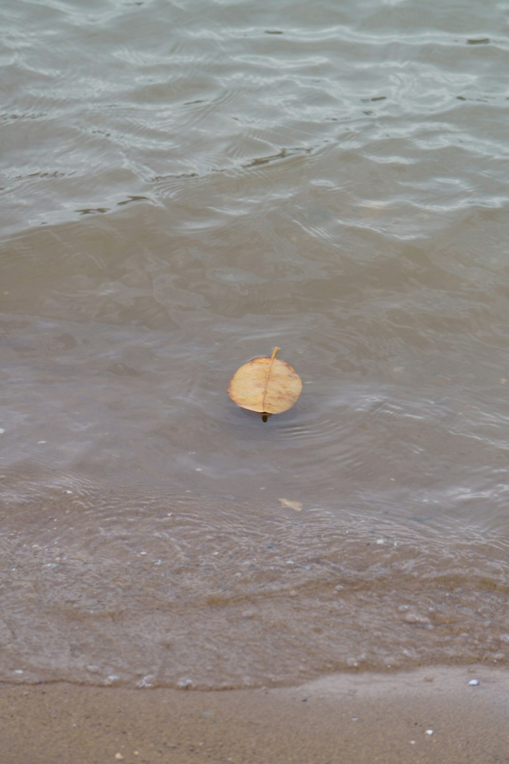Una conchiglia che galleggia nell'acqua su una spiaggia foto – Natura  Immagine gratuita su Unsplash