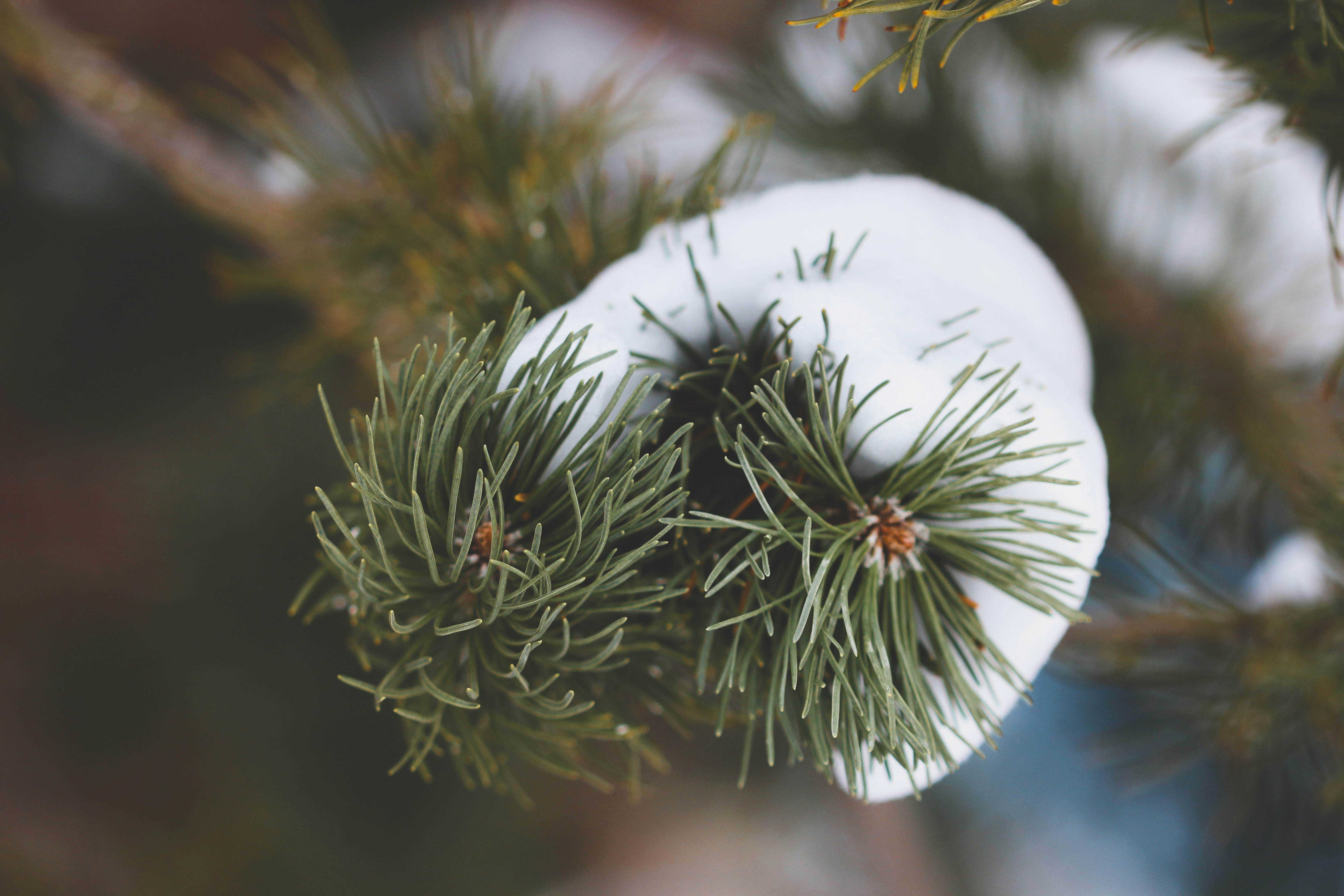 Free tree seedlings once again available this spring