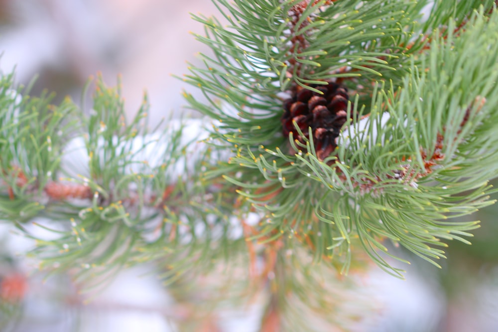 a close up of a pine tree branch with cones