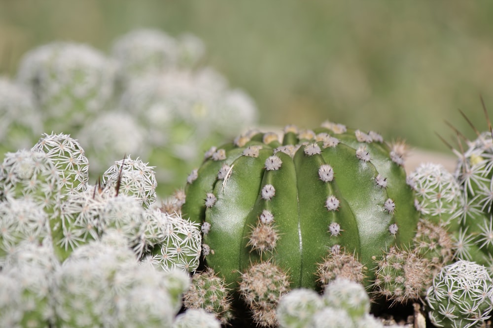 a close up of a green cactus with white flowers