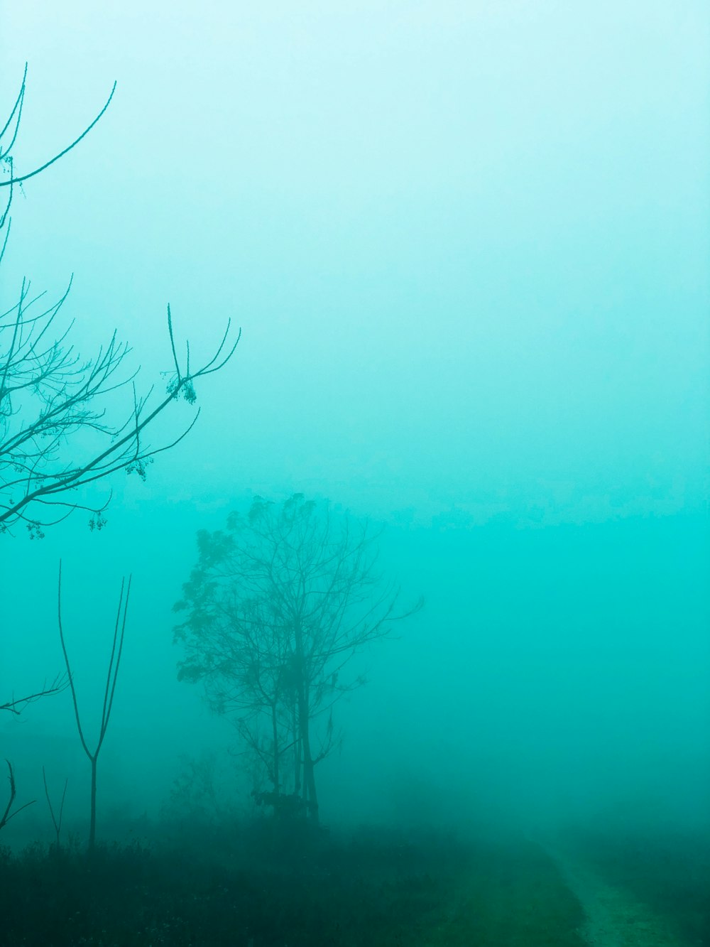 a foggy field with trees in the distance