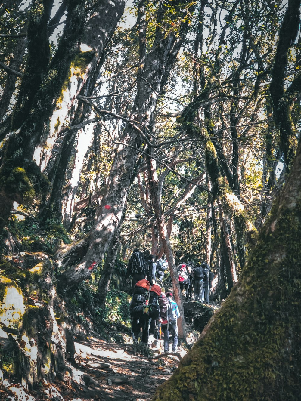 a group of people walking on a path in the woods