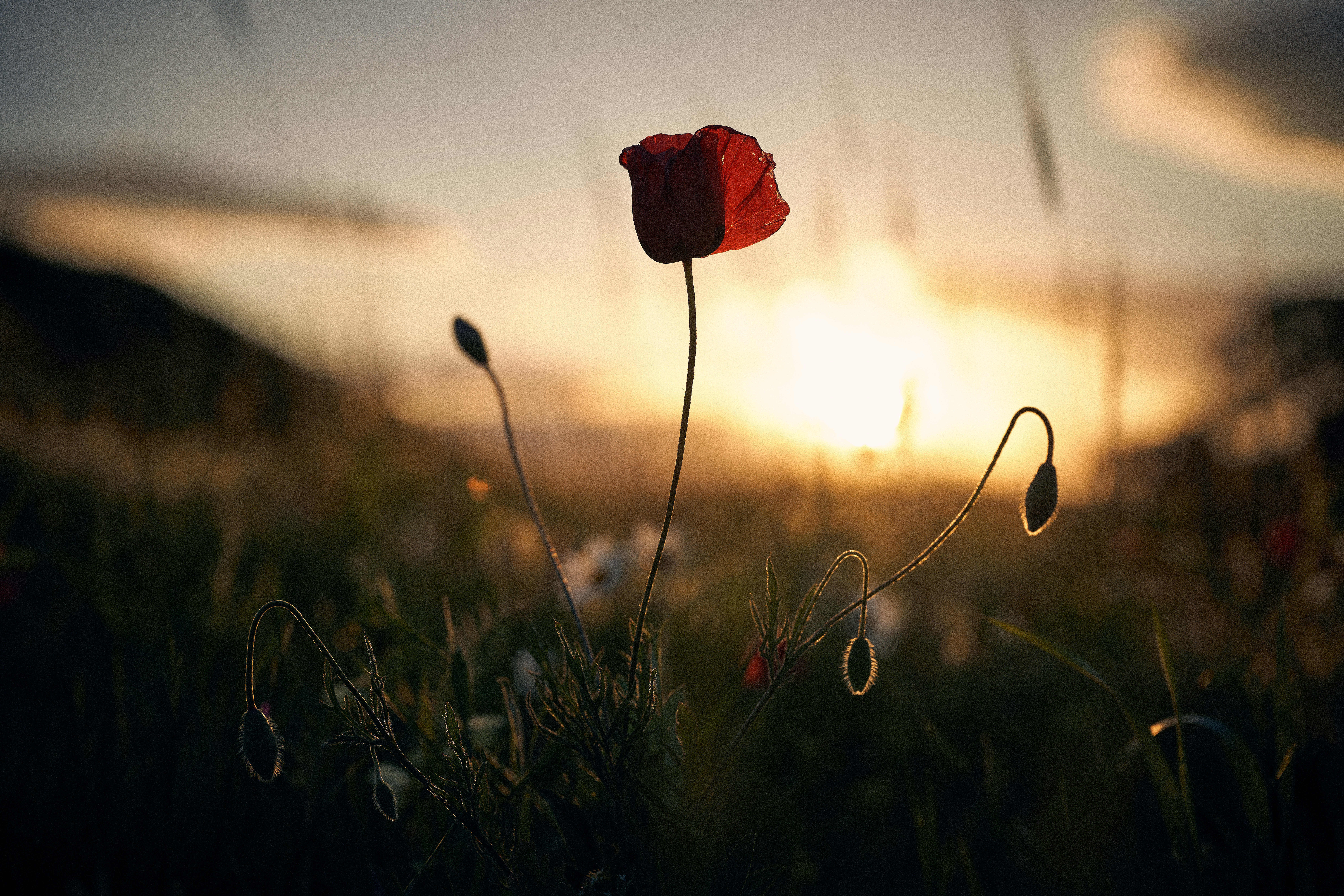 Photo by arianmontazeri