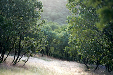 Photo épurée d’une forêt verdoyante baignée de lumière douce.
