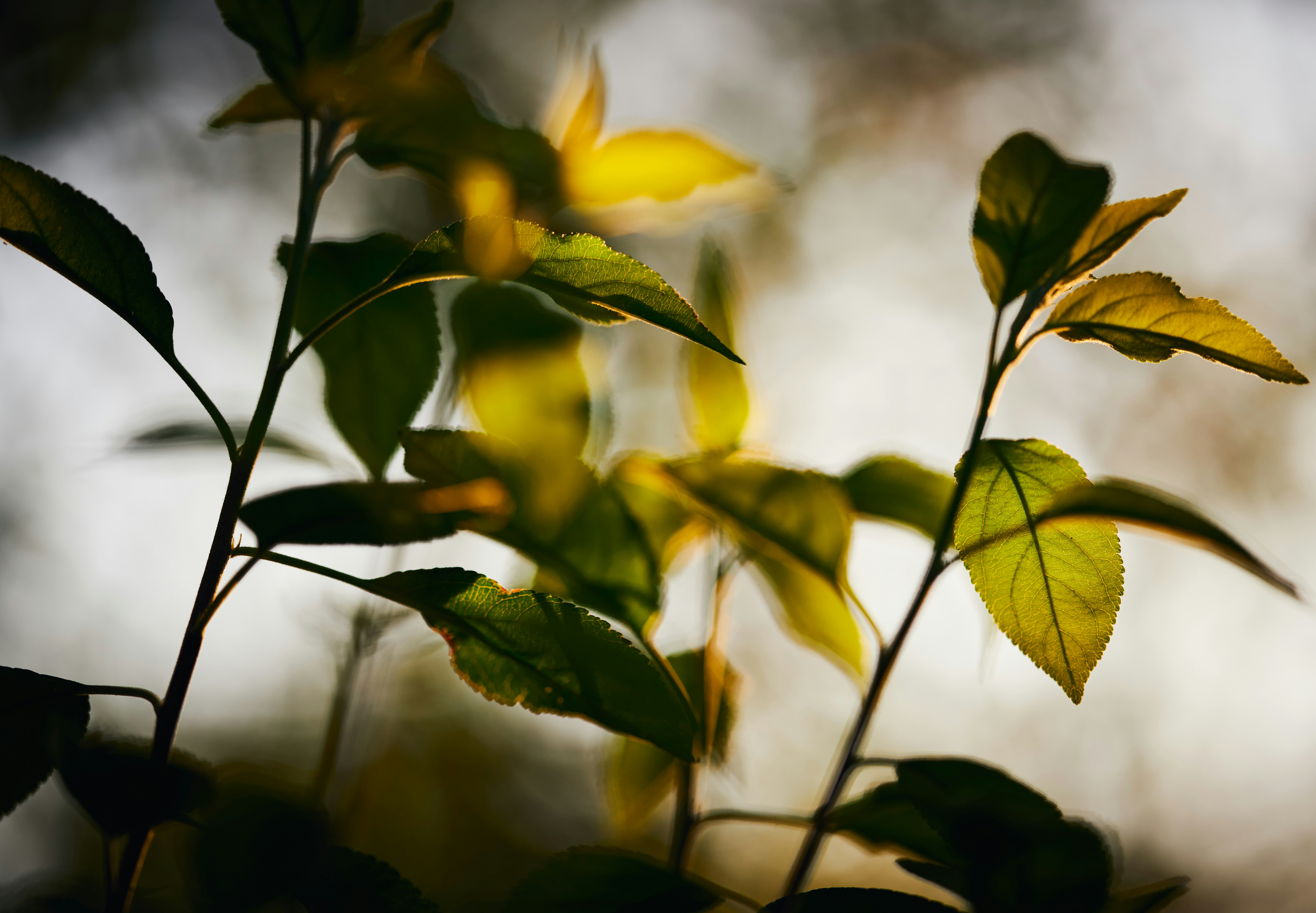 Photo by arianmontazeri