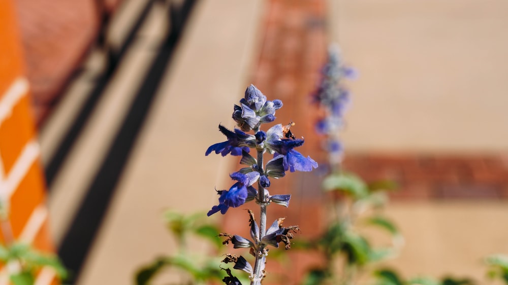 a close up of a blue flower with a building in the background