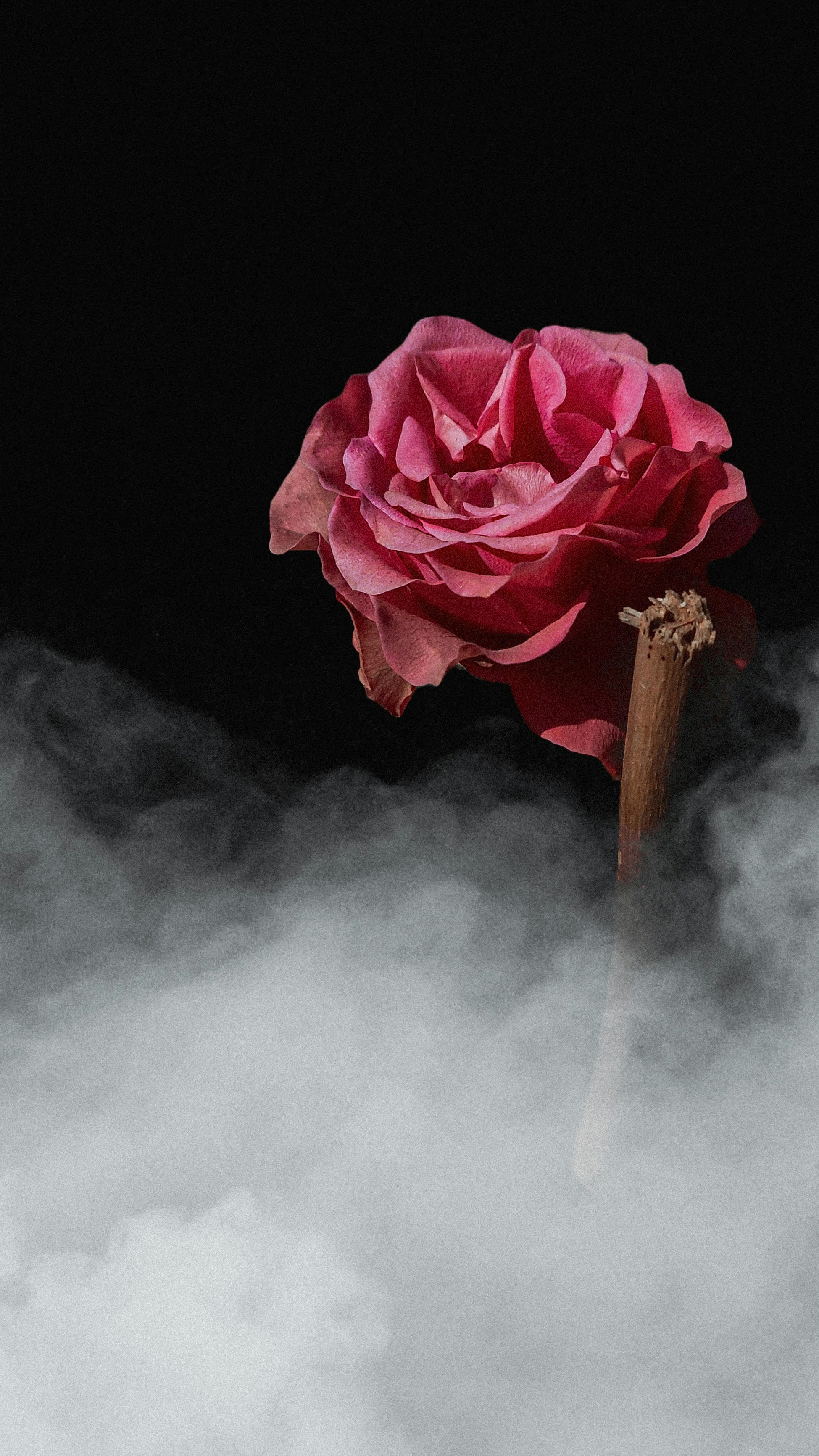 Une seule rose rose au milieu d’un nuage de fumée