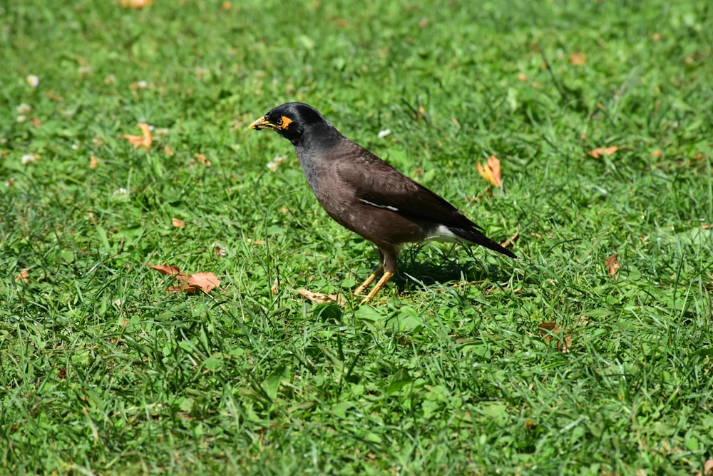 a small bird standing on a lush green field