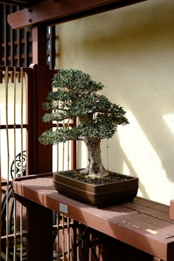 a bonsai tree sitting on top of a wooden table