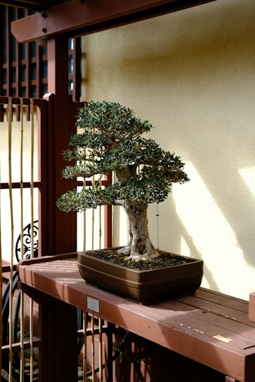 a bonsai tree sitting on top of a wooden table