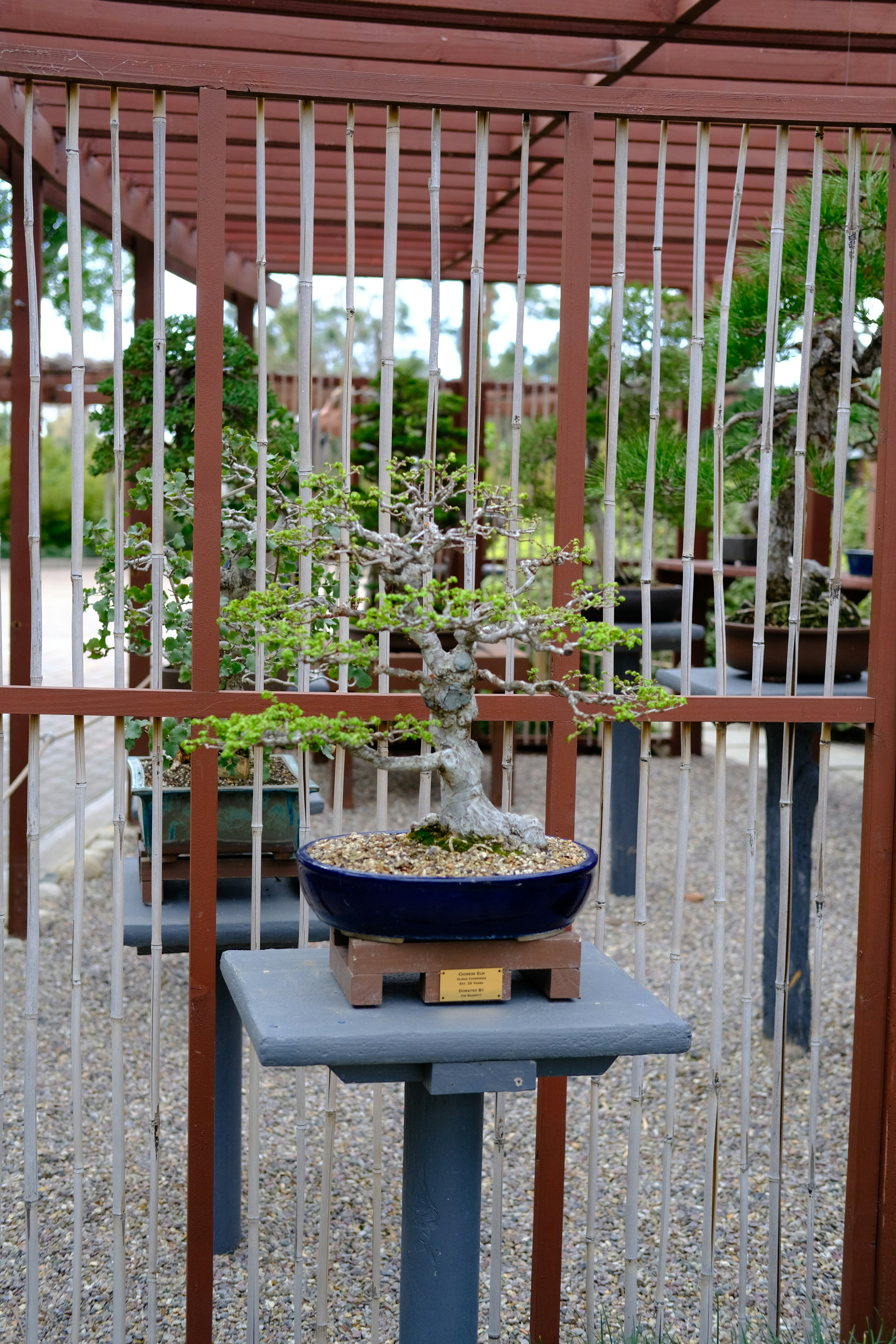 A Korean Hornbeam bonsai tree in a blue ceramic pot, with a thick, gnarled trunk and green leaves, set in a bonsai nursery with a bamboo and wooden fence in the background. 