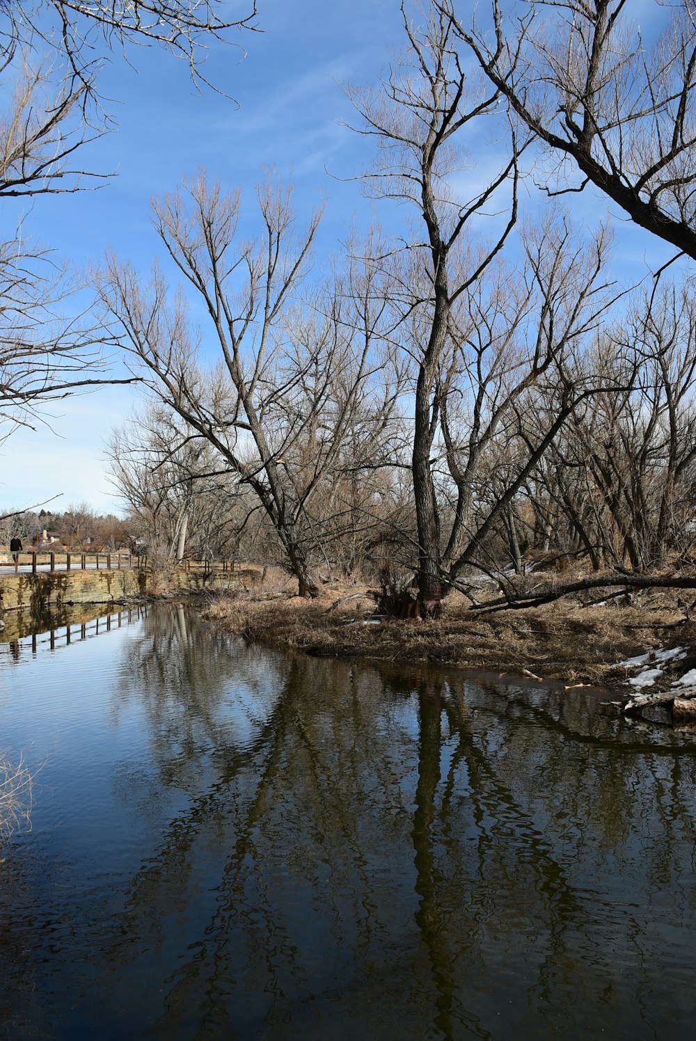 a body of water surrounded by bare trees