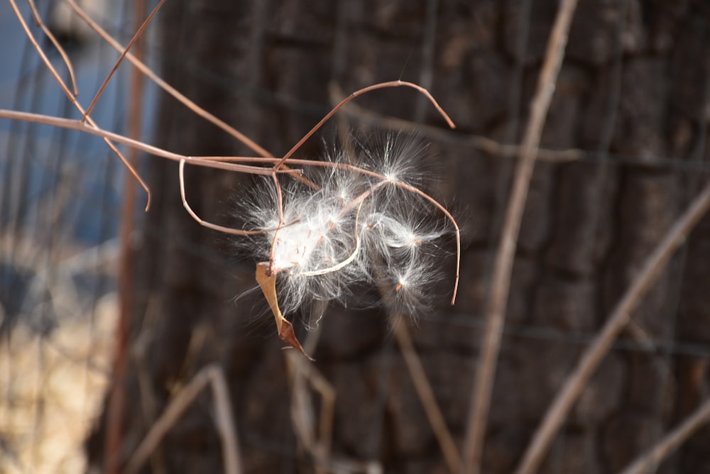 a close up of a dandelion in front of a fence