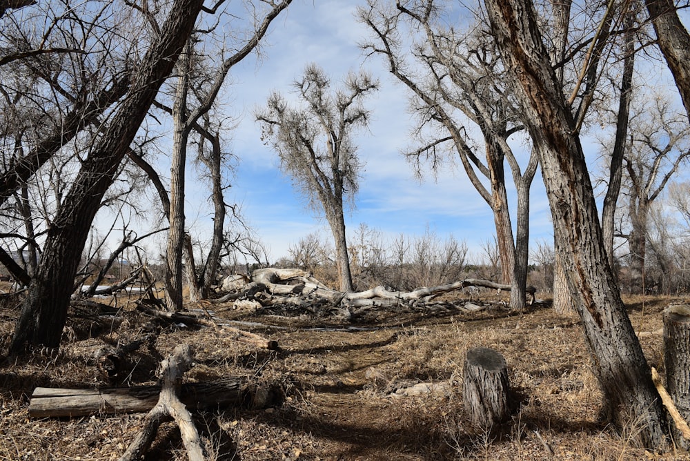 a forest filled with lots of dead trees