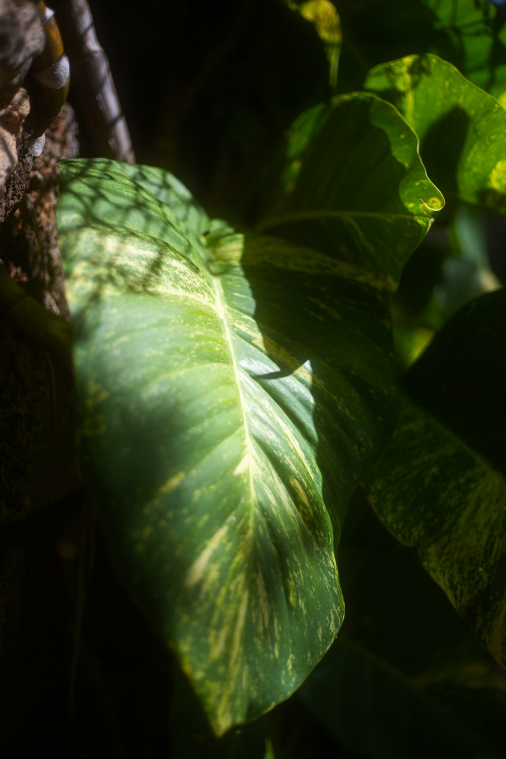 a close up of a green leaf on a plant