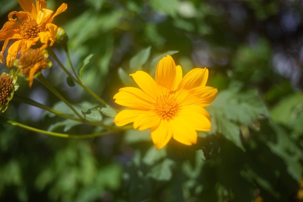 a yellow flower with green leaves in the background