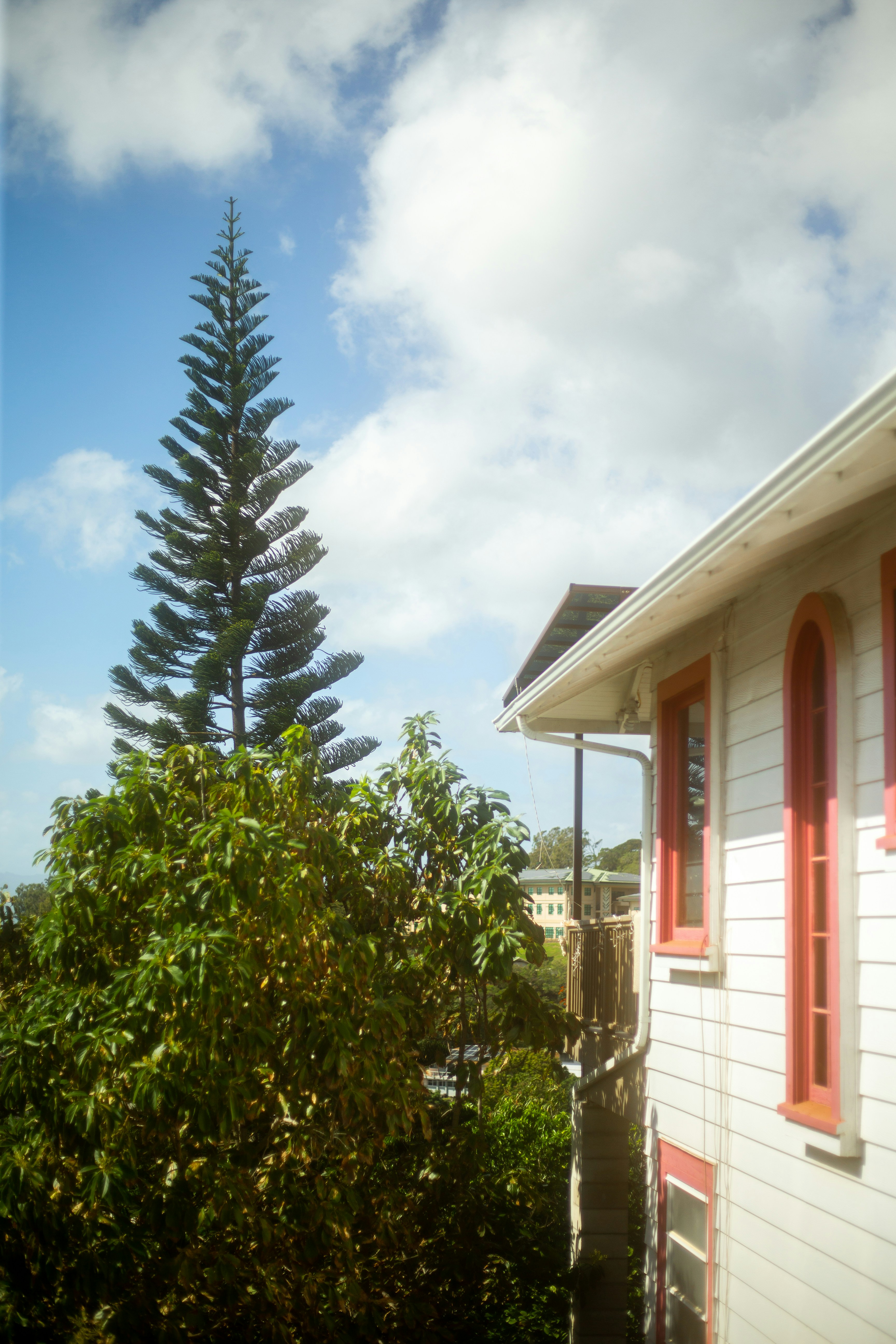 赤い窓と木のある白い家
