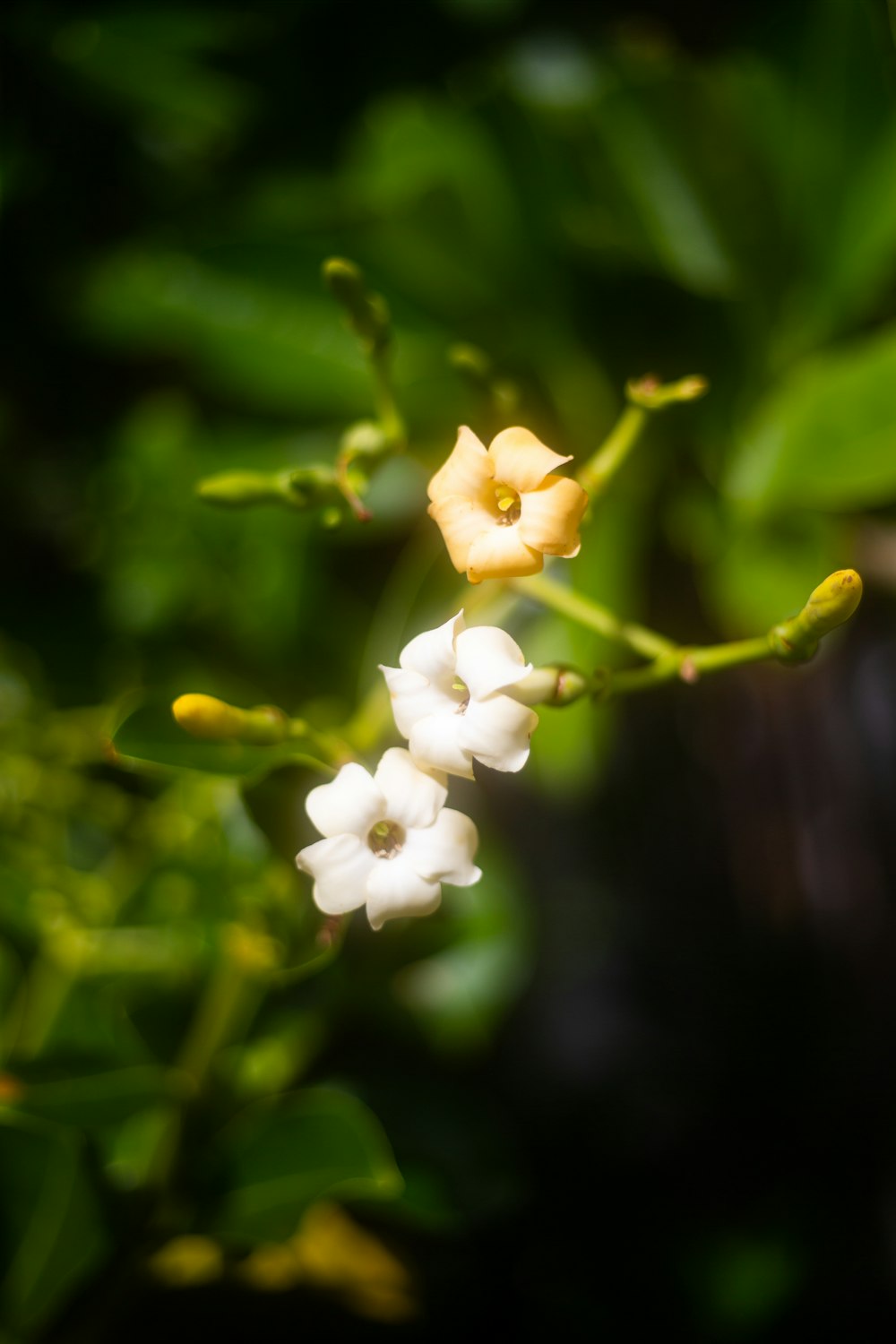 a close up of a small white flower