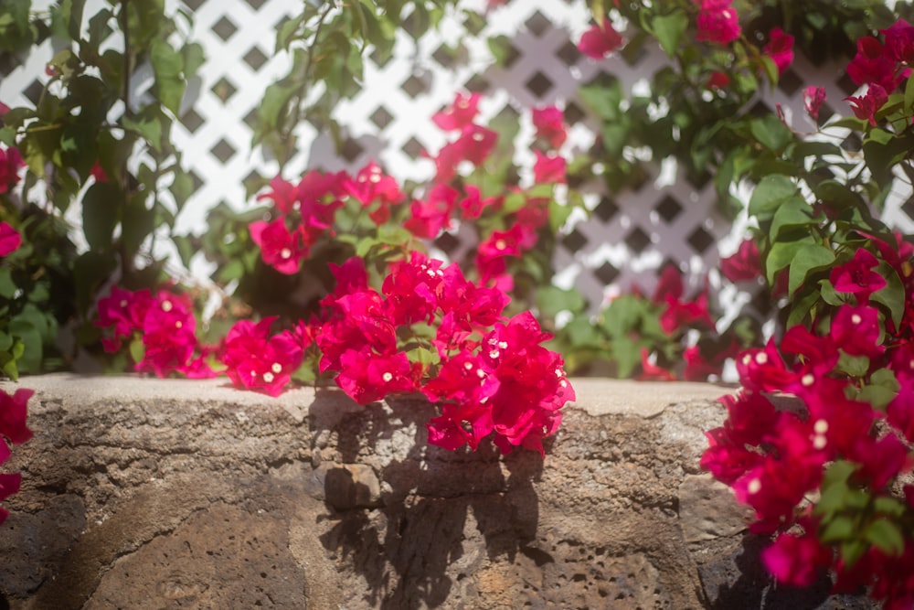 a potted plant with pink flowers on a rock