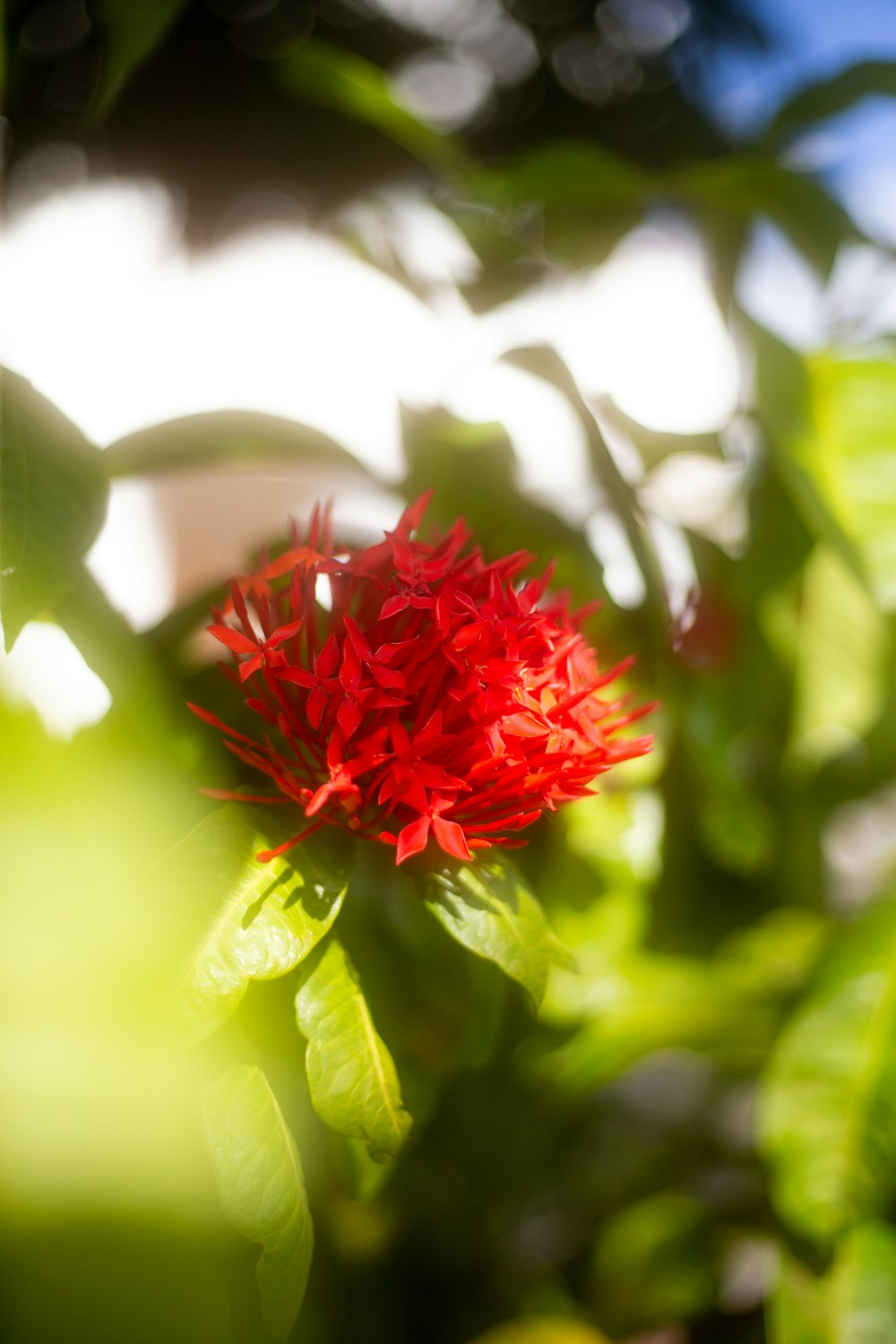 a close up of a red flower on a plant