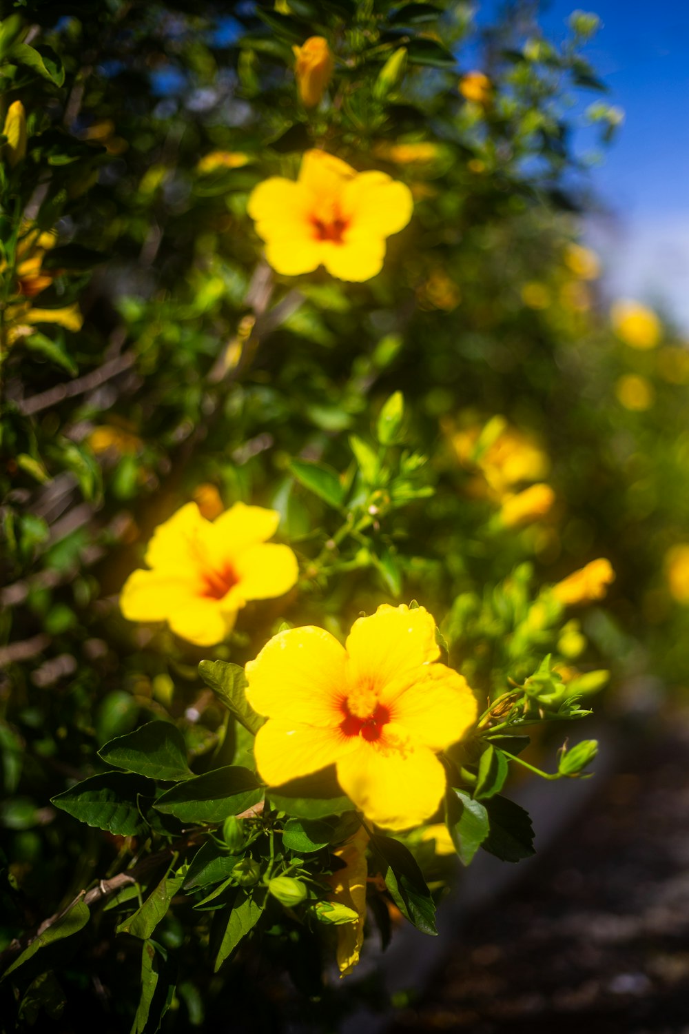 a bunch of yellow flowers that are on a bush