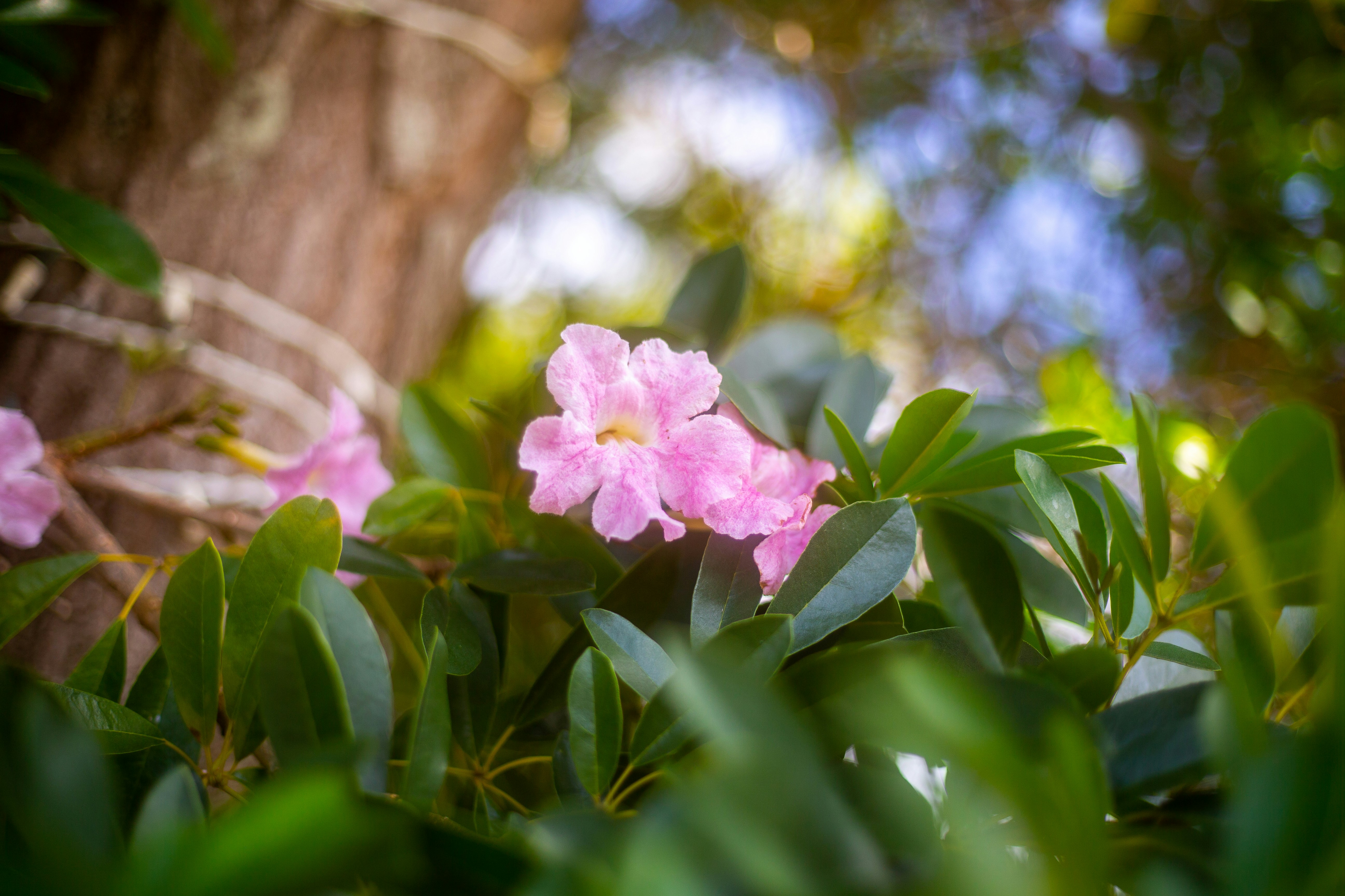 ピンクの花が木に咲いている